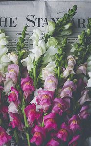 Preview wallpaper snapdragon, flowers, bouquet, newspaper