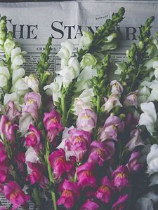 Preview wallpaper snapdragon, flowers, bouquet, newspaper