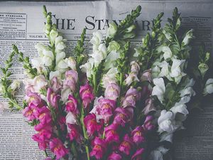 Preview wallpaper snapdragon, flowers, bouquet, newspaper