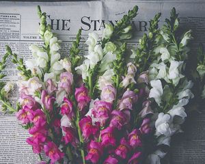 Preview wallpaper snapdragon, flowers, bouquet, newspaper