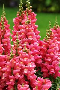 Preview wallpaper snapdragon, flowers, flowing, green