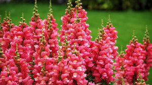 Preview wallpaper snapdragon, flowers, flowing, green