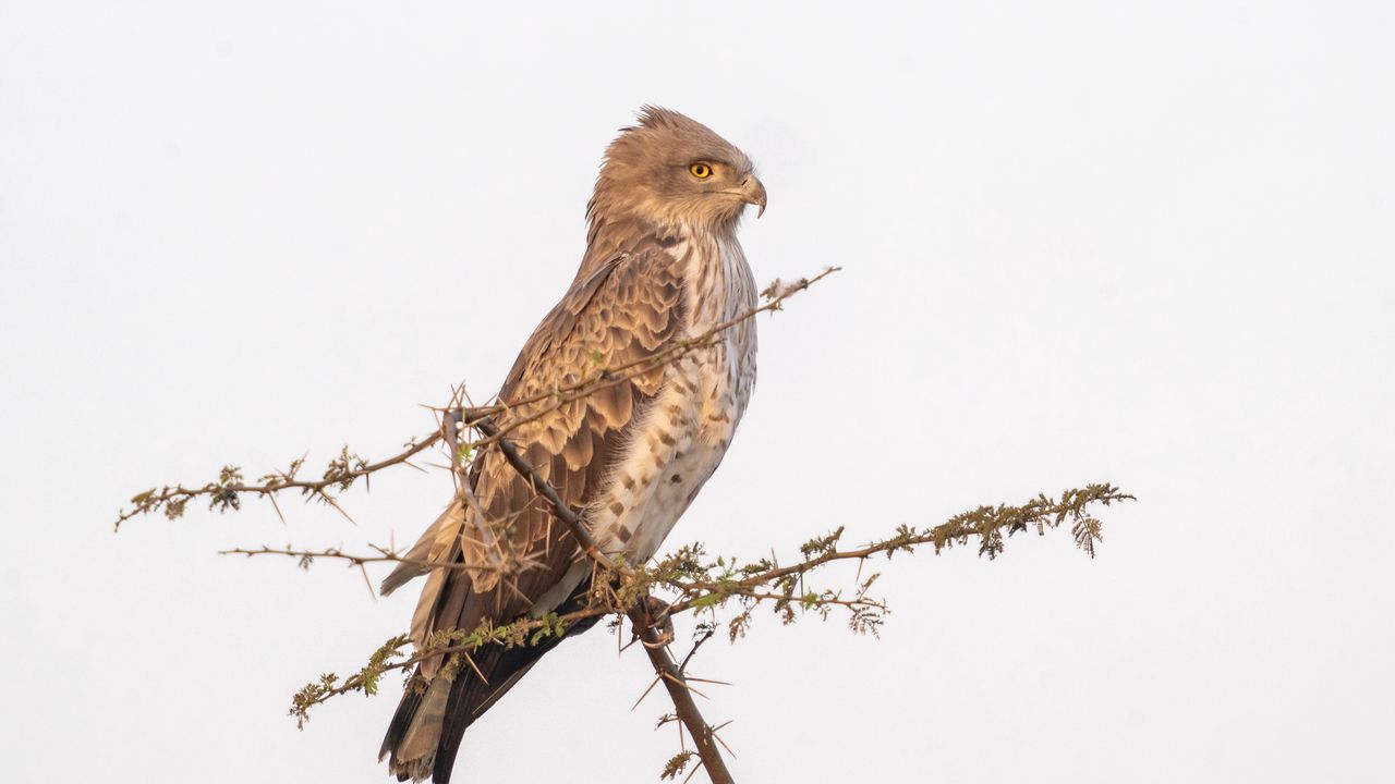 Wallpaper sneak eagle, bird, branch, wildlife