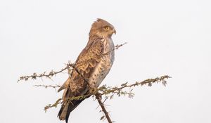 Preview wallpaper sneak eagle, bird, branch, wildlife