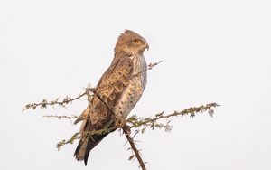 Preview wallpaper sneak eagle, bird, branch, wildlife