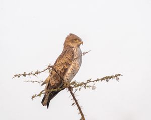 Preview wallpaper sneak eagle, bird, branch, wildlife