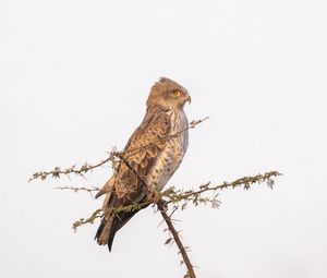 Preview wallpaper sneak eagle, bird, branch, wildlife