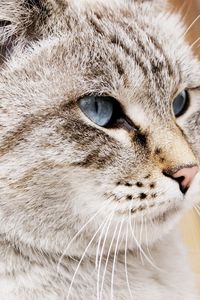 Preview wallpaper snout, spotted, eyes, cat