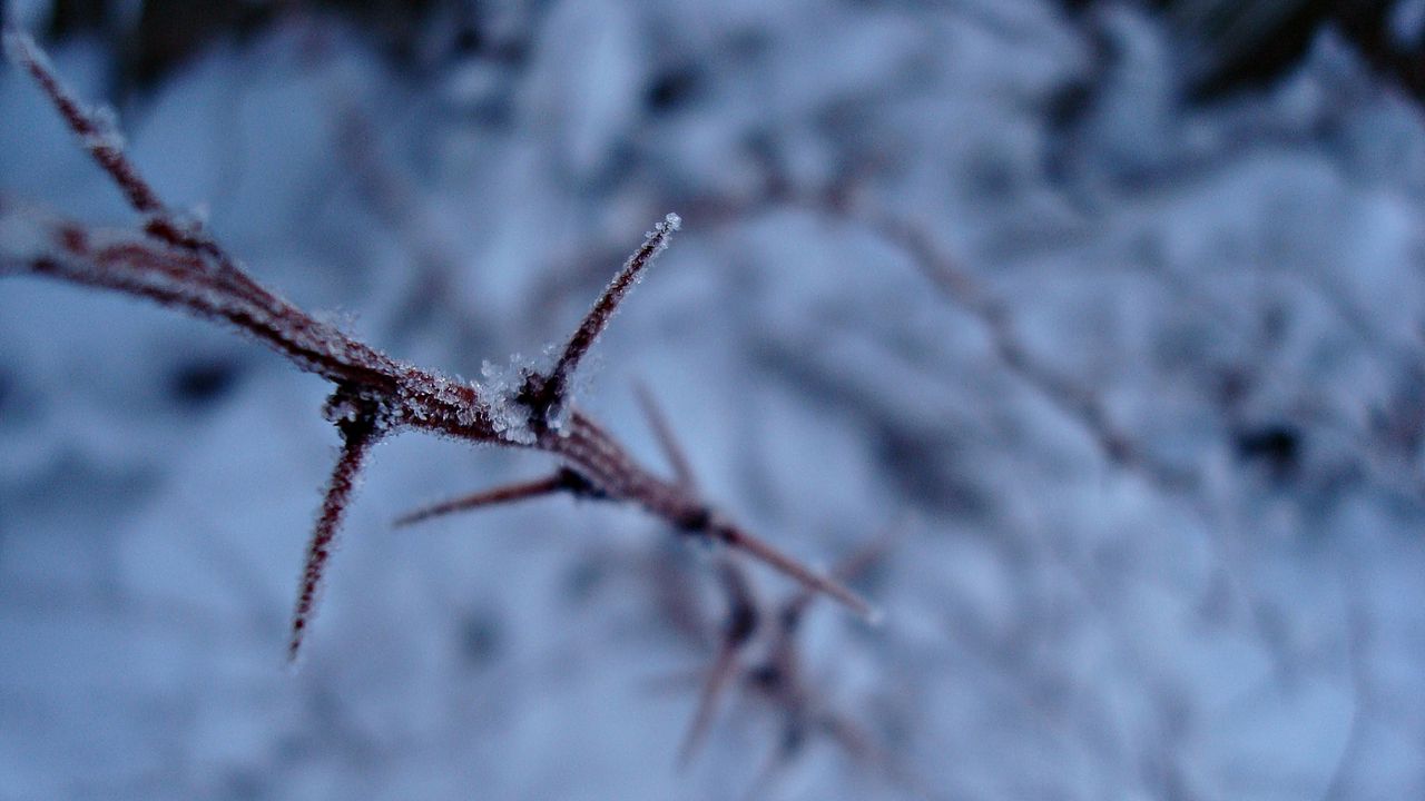 Wallpaper snow, branch, frost, winter, plant, thorns