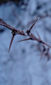 Preview wallpaper snow, branch, frost, winter, plant, thorns