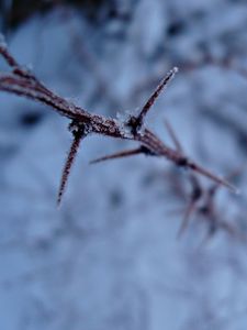 Preview wallpaper snow, branch, frost, winter, plant, thorns