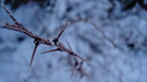 Preview wallpaper snow, branch, frost, winter, plant, thorns