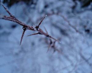 Preview wallpaper snow, branch, frost, winter, plant, thorns