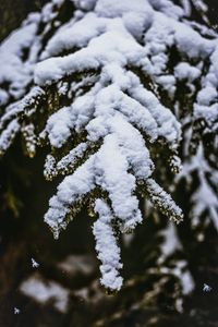 Preview wallpaper snow, branch, snowy, blur