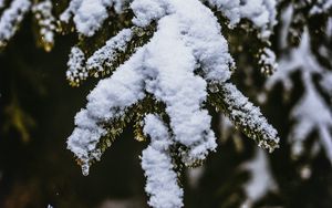 Preview wallpaper snow, branch, snowy, blur