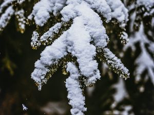 Preview wallpaper snow, branch, snowy, blur