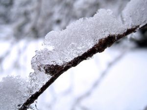 Preview wallpaper snow, branch, white, brown