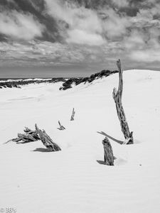 Preview wallpaper snow, branches, hill, landscape, winter, bw