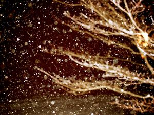 Preview wallpaper snow, branches, macro, flakes, evening