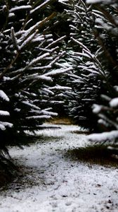 Preview wallpaper snow, branches, winter, path