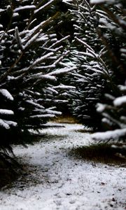 Preview wallpaper snow, branches, winter, path