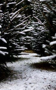 Preview wallpaper snow, branches, winter, path