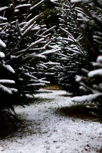 Preview wallpaper snow, branches, winter, path