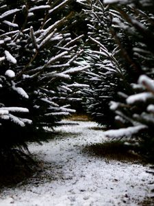 Preview wallpaper snow, branches, winter, path