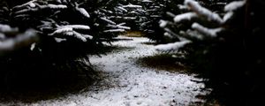 Preview wallpaper snow, branches, winter, path