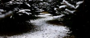 Preview wallpaper snow, branches, winter, path