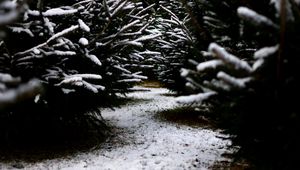 Preview wallpaper snow, branches, winter, path