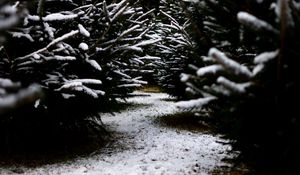 Preview wallpaper snow, branches, winter, path