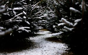 Preview wallpaper snow, branches, winter, path