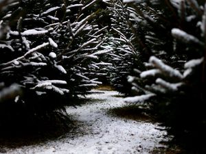 Preview wallpaper snow, branches, winter, path