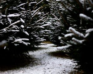 Preview wallpaper snow, branches, winter, path