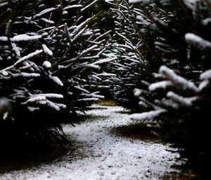 Preview wallpaper snow, branches, winter, path