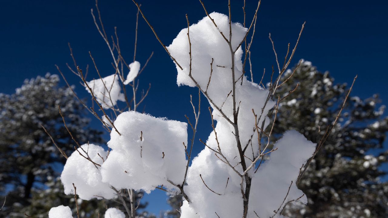 Wallpaper snow, branches, winter, trees, sky, nature