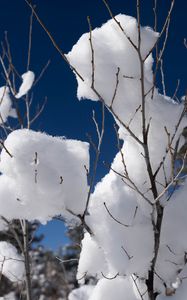 Preview wallpaper snow, branches, winter, trees, sky, nature