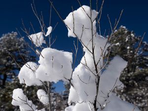Preview wallpaper snow, branches, winter, trees, sky, nature