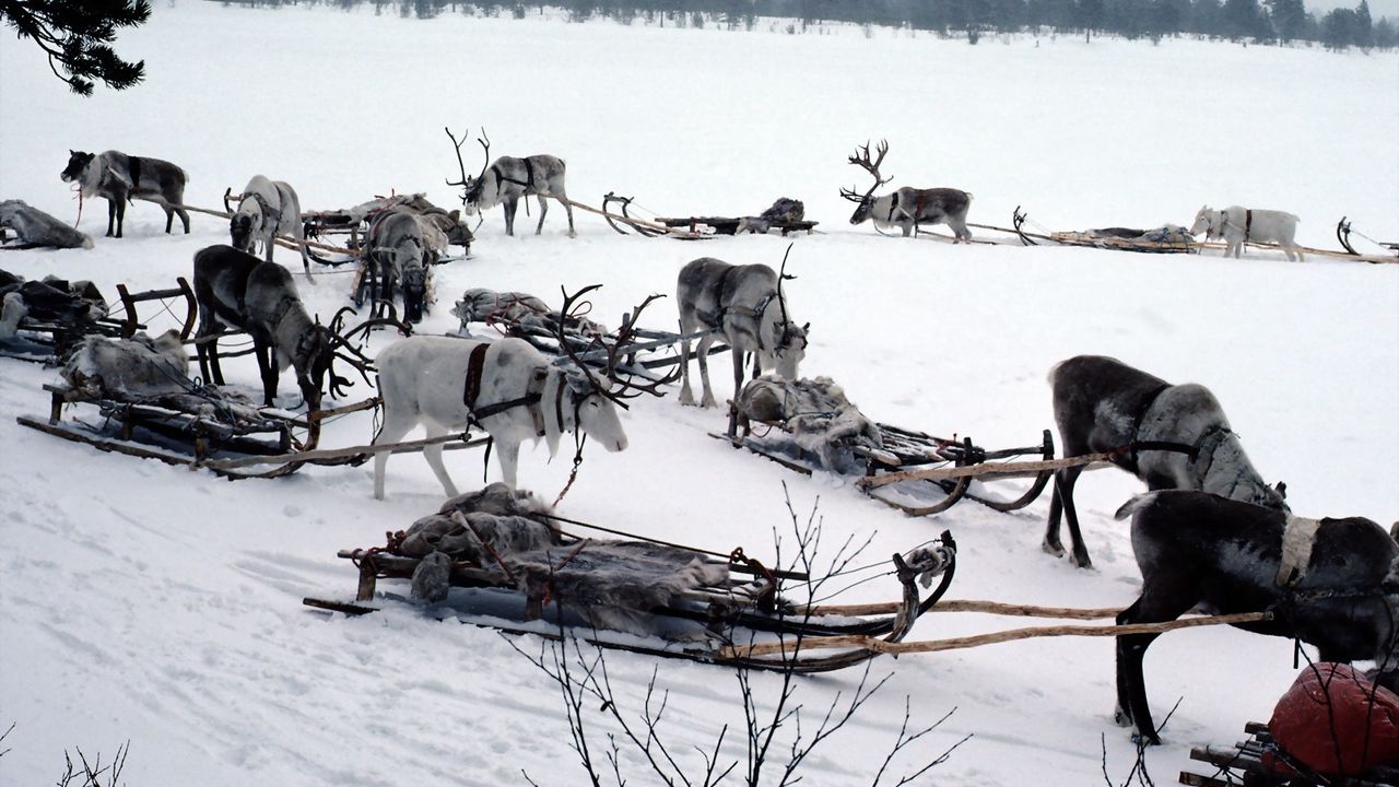 Wallpaper snow, deer, sledge, team, transport, north pole