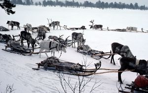 Preview wallpaper snow, deer, sledge, team, transport, north pole