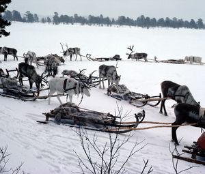 Preview wallpaper snow, deer, sledge, team, transport, north pole