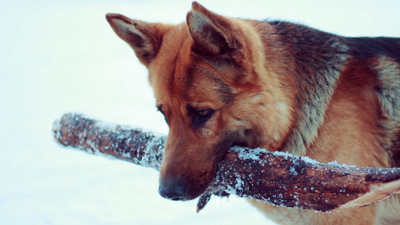 Wallpaper snow, dog, german shepherd