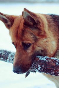 Preview wallpaper snow, dog, german shepherd