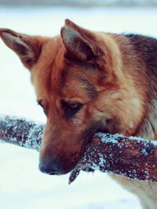 Preview wallpaper snow, dog, german shepherd