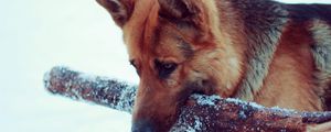 Preview wallpaper snow, dog, german shepherd