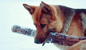 Preview wallpaper snow, dog, german shepherd