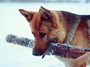 Preview wallpaper snow, dog, german shepherd