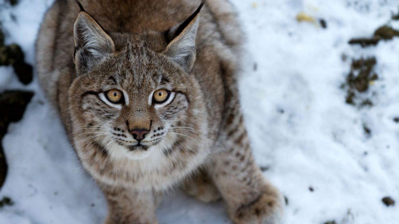 Wallpaper snow, eyes, fear, lynx