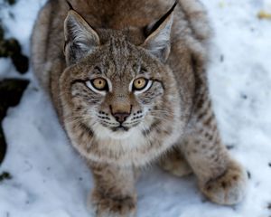 Preview wallpaper snow, eyes, fear, lynx